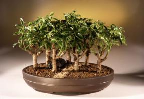 Hawaiian Umbrella Bonsai Tree<br><i>(arboricola schefflera)</i>