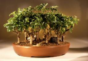 Hawaiian Umbrella Bonsai Tree<br><i>(arboricola schefflera)</i>