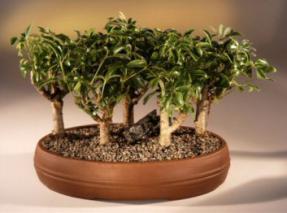 Hawaiian Umbrella Bonsai Tree<br><i>(arboricola schefflera)</i>