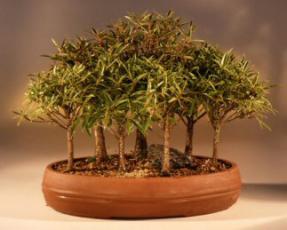 Willow Leaf Ficus Bonsai Tree<br><i>(nerifolia/salicafolia)</i>