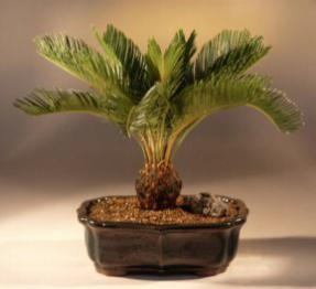 Sago Palm Bonsai Tree<br><i>(cycas revoluta)</i>