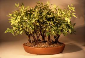 Heavenly Bamboo Bonsai Tree<br><i>(nandina firepower)</i>