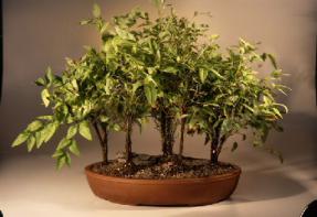 Heavenly Bamboo Bonsai Tree<br><i>(nandina firepower)</i>