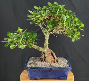 Green Island Ficus Bonsai Tree<br><i>(ficus microcarpa)</i>