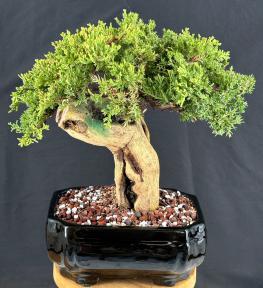 Juniper Bonsai Tree - Phoenix Graft<br><i></i>(juniper procumbens nana)