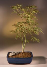 Japanese Green Laceleaf Maple Bonsai Tree<br><i>(acer palmatum dissectum 'spring delight')</i>