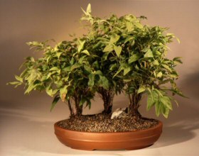 Heavenly Bamboo Bonsai Tree<br><i>(nandina 'firepower')</i>