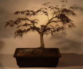 Japanese Red Laceleaf Maple Bonsai Tree<br><i>(acer palmatum dissectum)</i>