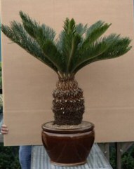 Sago Palm Bonsai Tree<br><i>(cycas revoluta)</i>