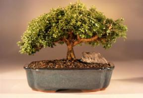 Japanese Kingsville Boxwood Bonsai Tree<br><i>(buxus microphylla compacta)</i>