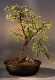 Tamarind  Bonsai Tree<br><i>(tamarindus indica)</i>