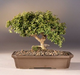 Japanese Kingsville Boxwood Bonsai Tree<br><i>(buxus microphylla 'compacta')</i>