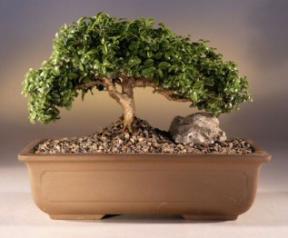 Japanese Kingsville Boxwood Bonsai Tree<br><i>(buxus microphylla 'compacta')</i>