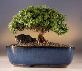 Japanese Kingsville Boxwood Bonsai Tree<br><i>(buxus microphylla 'compacta')</i>