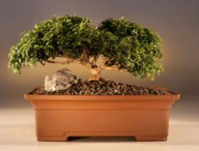 Japanese Kingsville Boxwood Bonsai Tree<br><i>(buxus microphylla 'compacta')</i>