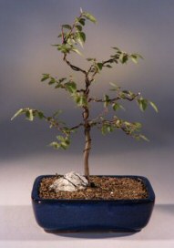 Korean Hornbeam Bonsai Tree <br><i>(carpinus coreana)</i>