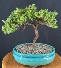 Juniper Bonsai Tree - Trained <br><i>(juniper procumbens nana)</i>