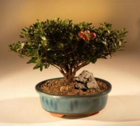 Azalea  Bonsai Tree<br><i>(satzuki chinzan)</i>