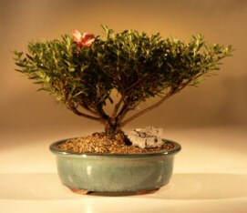 Azalea  Bonsai Tree<br><i>(satzuki chinzan)</i>