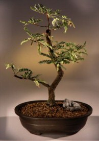 Tamarind  Bonsai Tree<br><i>(tamarindus indica)</i>