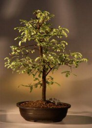 Tamarind  Bonsai Tree<br><i>(tamarindus indica)</i>