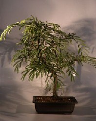 Tamarind  Bonsai Tree<br><i>(tamarindus indica)</i>