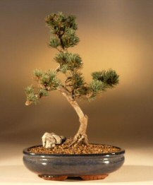 Japanese Five Needle Pine Bonsai Tree<br><i>(pinus parvifolia)</i>