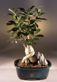 Desert Rose Bonsai Tree<br><i>(adenium obesum)</i>