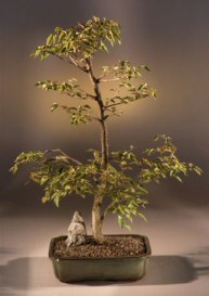 Korean Hornbeam Bonsai Tree<br><i>(carpinus coreana)</i>