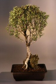 Ficus Too Little<br>Root Over Rock<br><i>(ficus benjamina 'too little')</i>