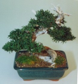 Preserved Bonsai Tree - 7