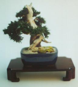 Preserved Bonsai Tree - 8