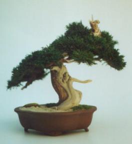 Preserved Bonsai Tree - 13
