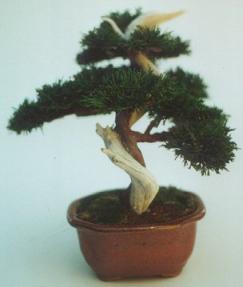 Preserved Bonsai Tree - 9