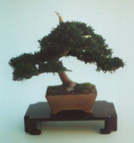Preserved Bonsai Tree - 10