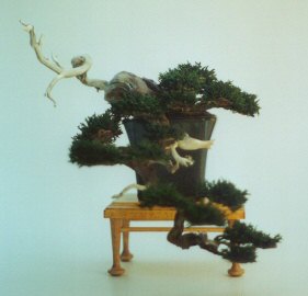 Preserved Bonsai Tree - 14