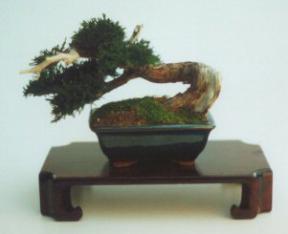 Preserved Bonsai Tree - 8
