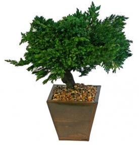 Monterey Juniper 8