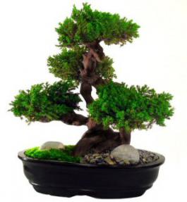 Monterey Juniper 20