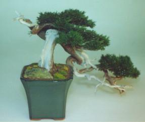 Preserved Bonsai Tree - Brown Cascade<br>17