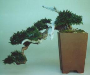 Preserved Bonsai Tree - Brown Cascade<br>15