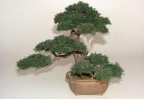 Preserved Bonsai Tree - 17