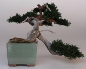 Preserved Windswept/Cascade Bonsai Tree  - 13