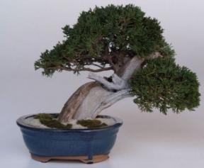 Preserved Bonsai Tree - 11