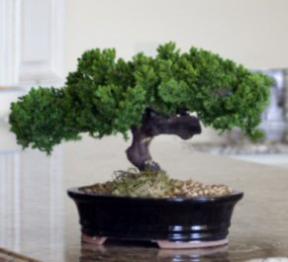 Monterey Juniper Single Trunk Preserved Bonsai Tree <br>(Preserved - Not a Living Tree)