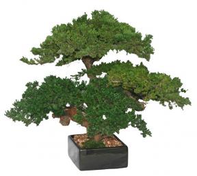 Monterey Juniper Triple Trunk Preserved Bonsai Tree <br>(Preserved - Not a Living Tree)