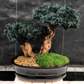 Monterey Juniper Double Trunk Preserved Bonsai Tree <br>(Preserved - Not a Living Tree)