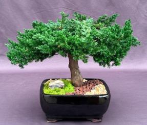 One of a Kind<br>Monterey Juniper Single Trunk Preserved Bonsai Tree <br>(Preserved - Not a Living Tree)