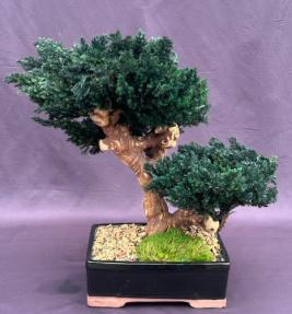 One of a Kind<br>Monterey Juniper Double Trunk Preserved Bonsai Tree <br>(Preserved - Not a Living Tree)