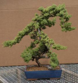 Juniper Bonsai Tree - Upright Windswept - 26